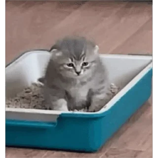🐱