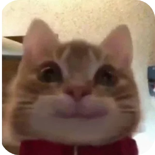 🐱