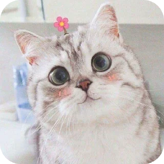 🐱
