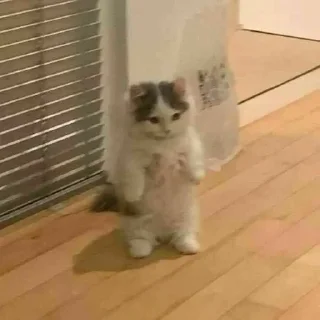 😺