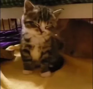 kitties by @norufx