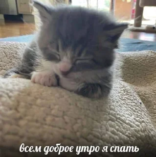 💤