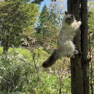 🌳
