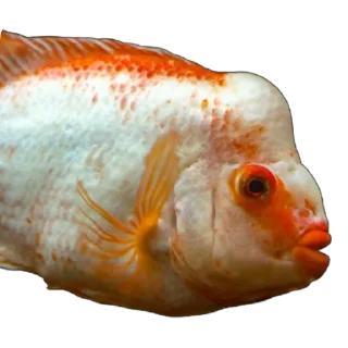 🎣