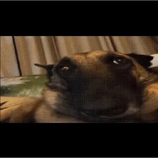 🐶