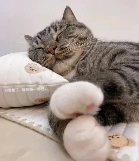 🌟