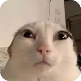 🐱