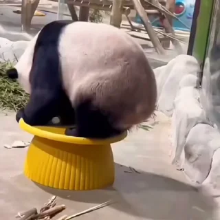 🐼