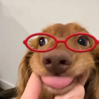 🐾