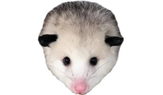 🥺