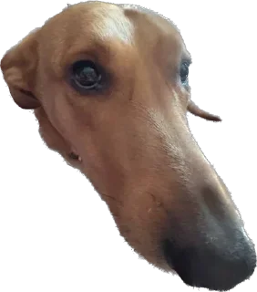 Жвётны Боня