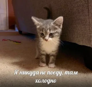 🐾