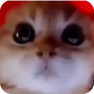 🤩