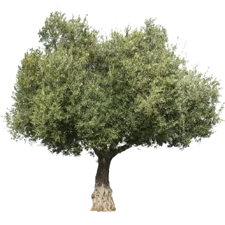 🌳