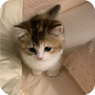 🐱