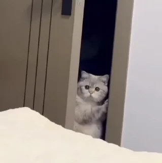 🐱