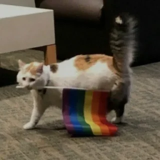 🏳‍🌈