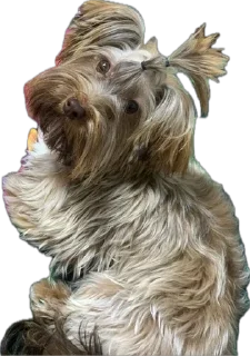 🐶