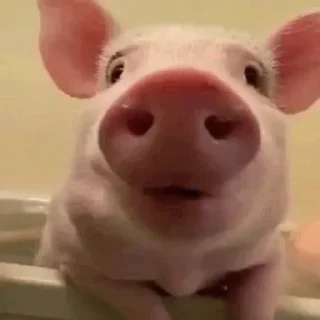 🐷