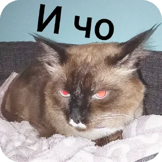 🐱