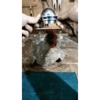 🐔