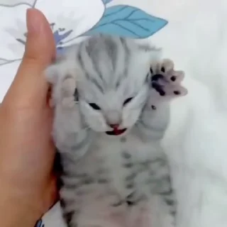 🐈