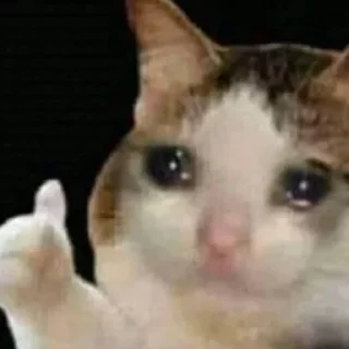 😿