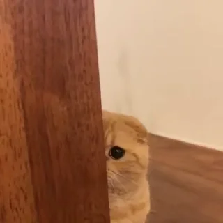🫣