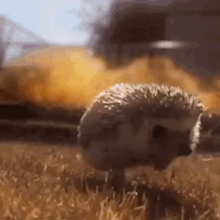 🦔