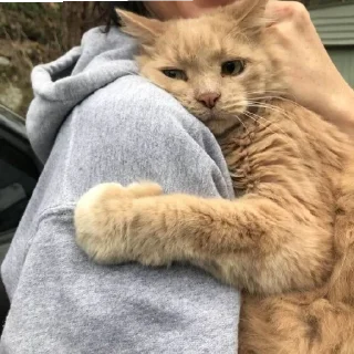 🐈