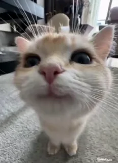 🌟