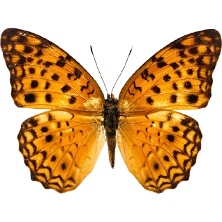 🦋