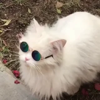 🐱