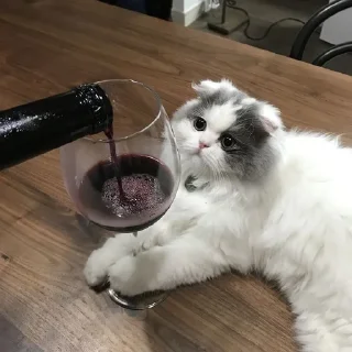 🐱
