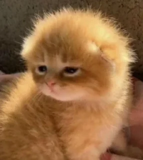 🎀