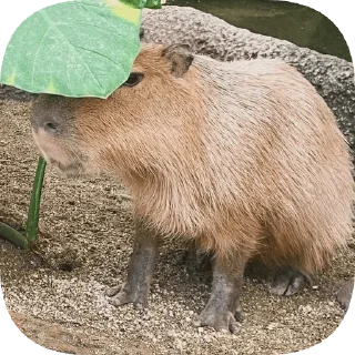 🫣