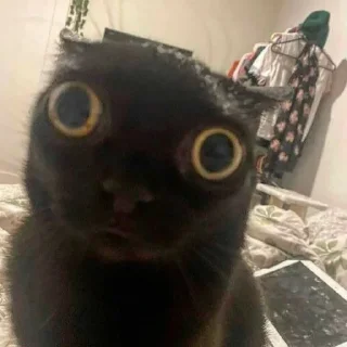 😺
