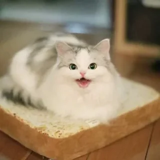 😼