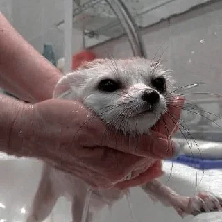 🦊