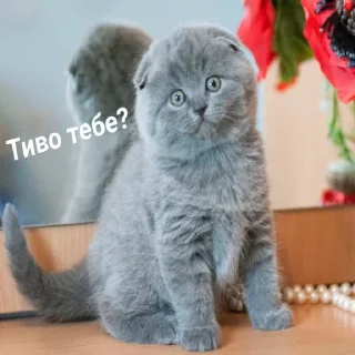 🐈