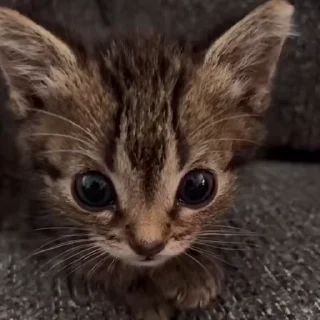 🐾