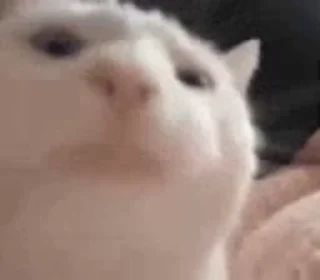 🐱