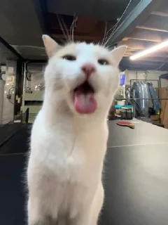 😛