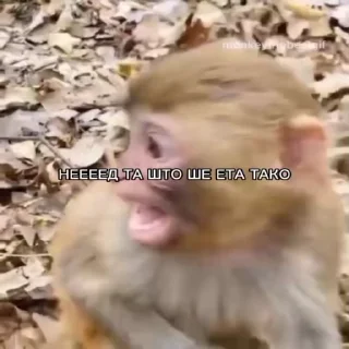 🐵