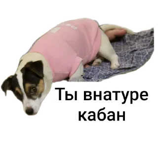 🐶