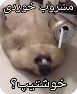 🦫
