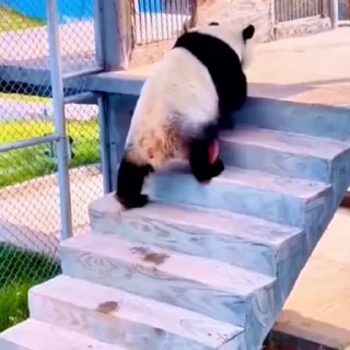 🐼