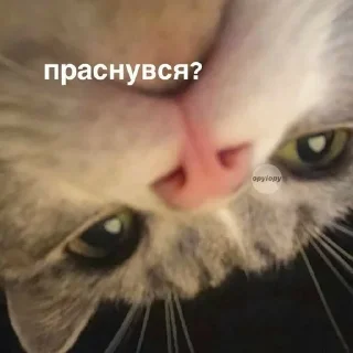 😴