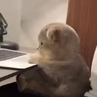 😾