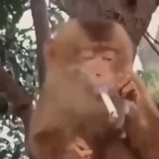 🚬
